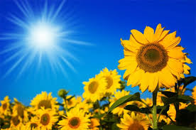 Image result for sunflower