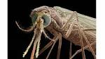  Is Malaria's Peculiar Odor the Key to Its Conquest?