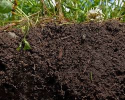 Image of Organic matter in soil