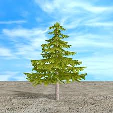 Image result for larch tree