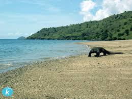Hasil gambar untuk pulau komodo