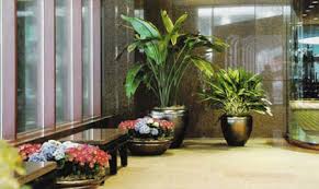 Resultado de imagem para plantas para ambientes interiores