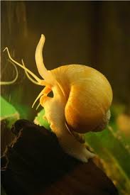 Картинка с форума