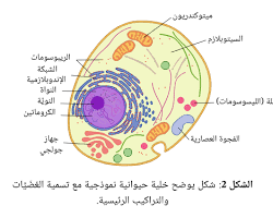 Image of النواة في الخلية النباتية