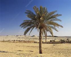 Image of Palm tree Egypt