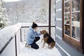 Vets Warn: Below This Temperature, Your Dog Should Barely Go Outside at All