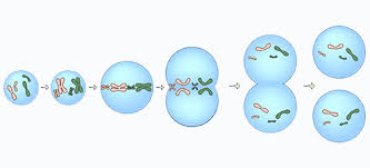 Image result for mitosis steps and description
