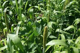 humic acid ile ilgili görsel sonucu