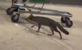 Salud de Quintana Roo busca a personas que tuvieron contacto con un zorro gris; alerta por posible riesgo de rabia