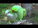 pictures of 2 parrots kissing images of lovers sleeping