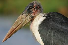 Risultati immagini per marabu