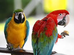 Image result for pet parrots types