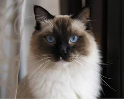 ラグドールの画像