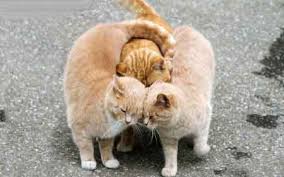 Image result for ‫عشق‬&lrm;
