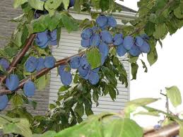 fruit gardens ile ilgili görsel sonucu