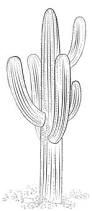 Résultat de recherche d'images pour "cactus coloring pages"