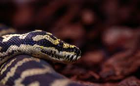 Australian Woman Wakes Up To Find 8-Foot Python On Her Chest