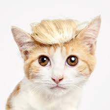 R&eacute;sultat de recherche d'images pour "cats"