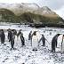 Macquarie Island: Federal Science Minister Greg Hunt shifts blame ...