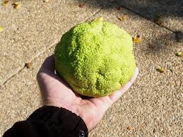 Image result for hedge apples