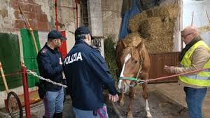 Controlli della polizia nel quartiere San Cristoforo: scoperti cavalli non registrati in due stalle abusive