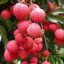 Image result for lychee trees