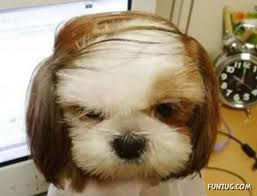 Image result for crazy animals