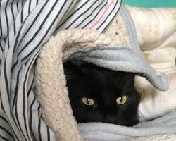 cat curled up in a blanketの画像