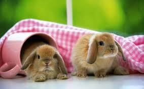 conejitos tiernos