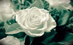 Image result for images of rose hd