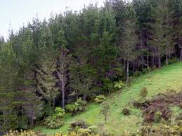 Image result for pine forest