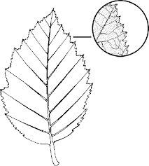 Image result for alder leaves