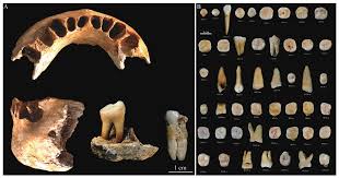 Tracing the Origin and Migration of Humans— Significant Progress in Paleoan- thropological and Paleolithic Fields Made by IVPP