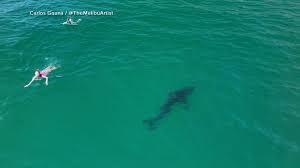 Great White Shark Southern California