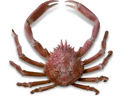 Image result for spidercrab