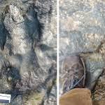 Vandals take hammer ancient Australia