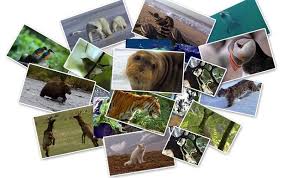 Resultado de imagen de animaux en voie de disparition campagne
