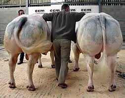 Image result for belgian blue bull meat