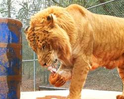 Pine Mountain Wild Animal Safari in USA