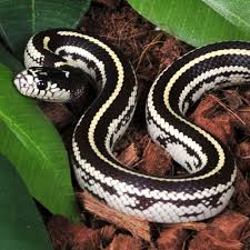 Image result for king snake