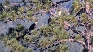 Will Jackie's mate Shadow move on as she recovers? Here's what experts say about the Big Bear bald eagle couple