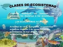Resultado de imagen de foto ecosistema marino