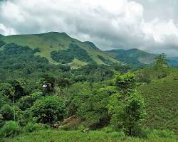 Image of Sholas Forest Karnataka