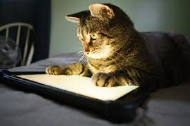 Image result for cats with computers and tablets