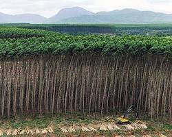 Image of Monoculture tree plantation