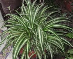 Image de Chlorophytum comosum plant