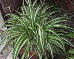 Bild der Pflanze Chlorophytum comosum