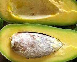 Hình ảnh về Bơ sáp dẻo