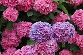 How Often to Water Hydrangeas for the Biggest, Boldest Blooms