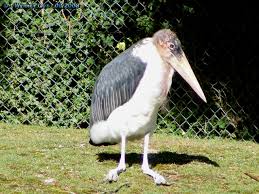 Risultati immagini per marabu